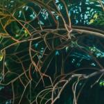 Visita virtual por la muestra Secretos del monte de Sofía Althabe