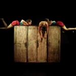  Las polillas son murciélagos blancos