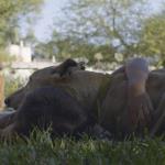 Cine: En compañía (de Ada Frontini, Argentina, 2021)